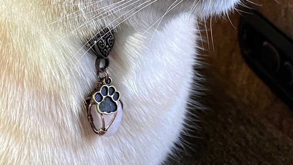 Pet wearing necklace with a crystal