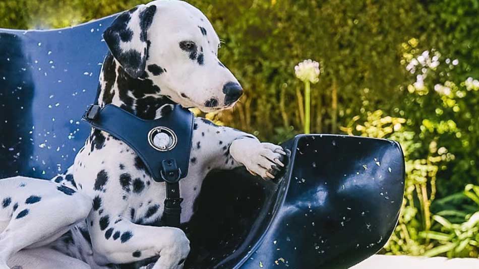 Dog wearing collar with a crystal