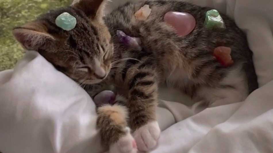 Crystals placed on a cat